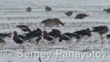 Video of Red-breasted goose - Red-breasted Goose eating grass in winter snow fields